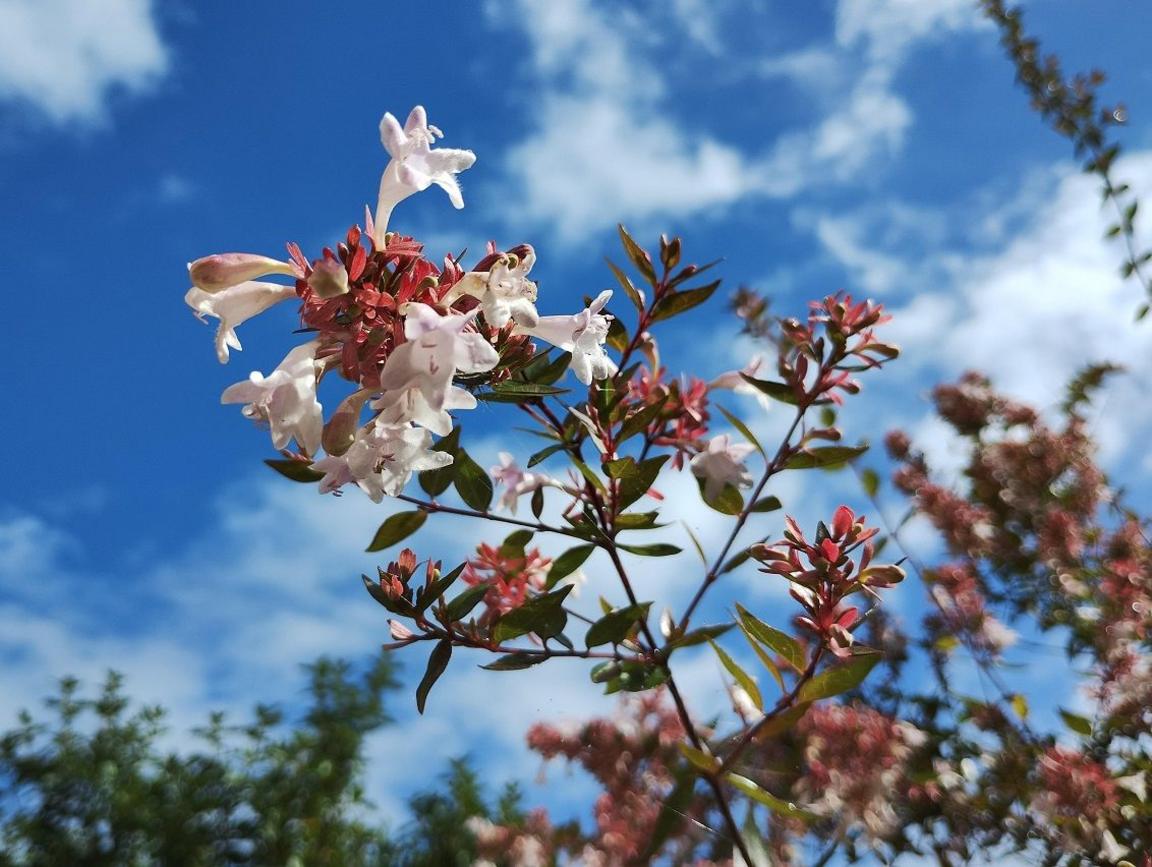A series of white, pink bell-like flowers are adorned on a green stalk of a bush with a blue sky and some white clouds behind them.
