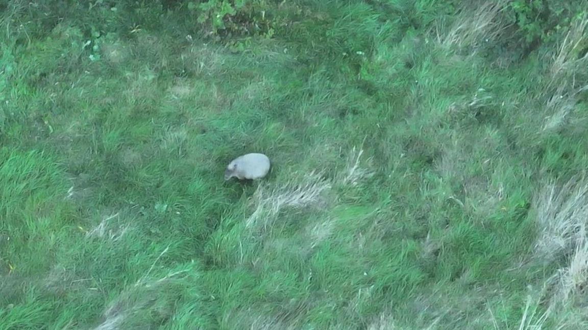 An aerial drone image of a large capybara in the middle of a green grassy field
