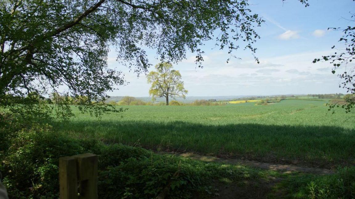 The field on which homes would be built, with a large tree in the foreground and another in the background.