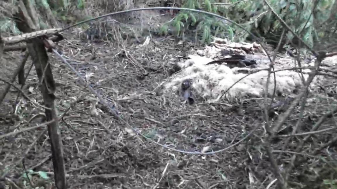 A snare appears to be tied to a stick or some sort of stake in the ground, with a pile of some sort of white and black objects seen behind it.