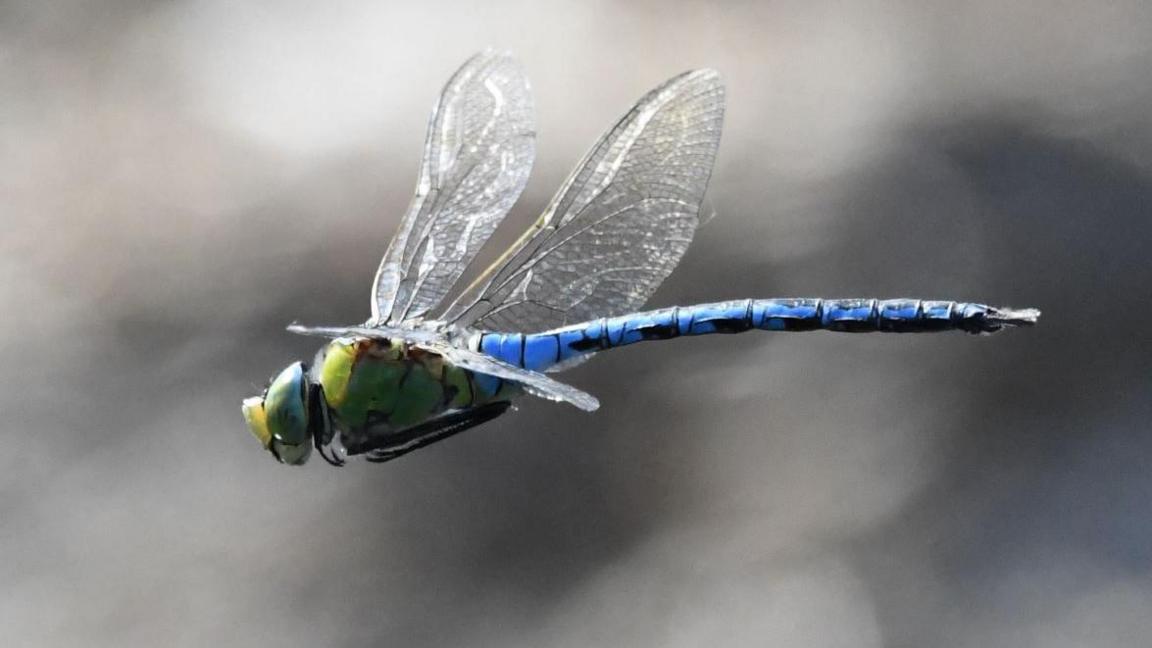 Emperor dragonfly 