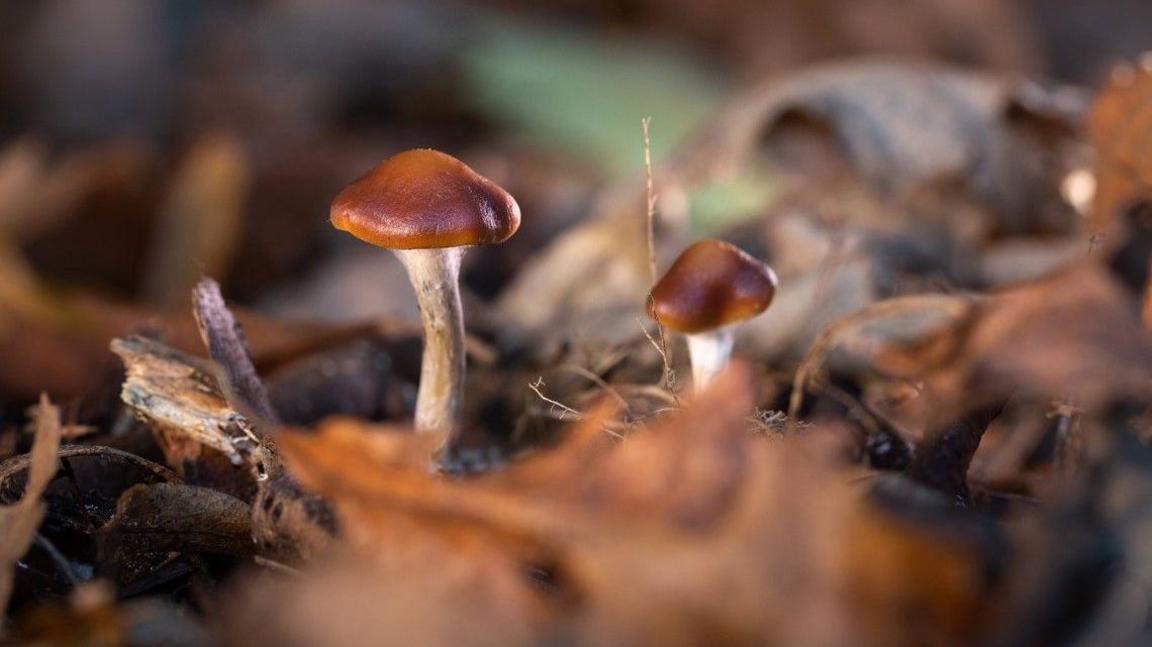 Two mushrooms with brown caps and white stems growing on a forest floor