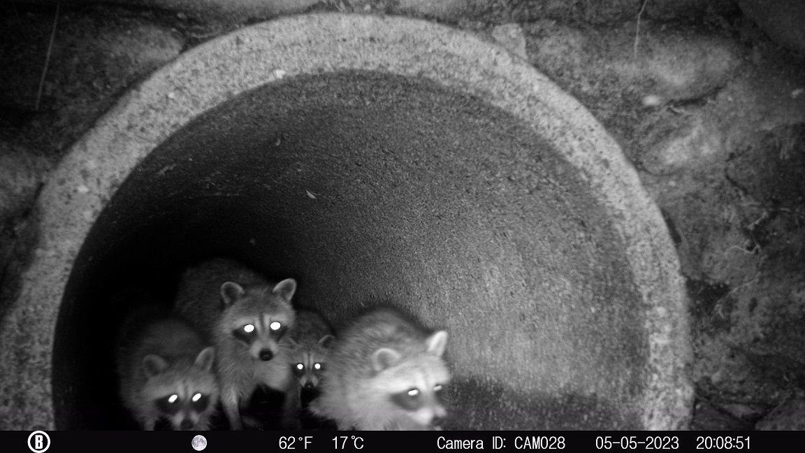 Raccoons captured by camera trap in storm water sewage system. 