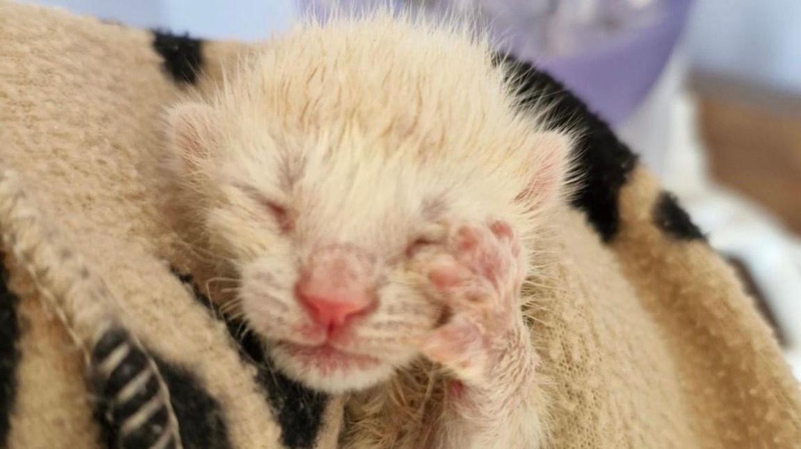 Close up of the small kitten in a blanket 