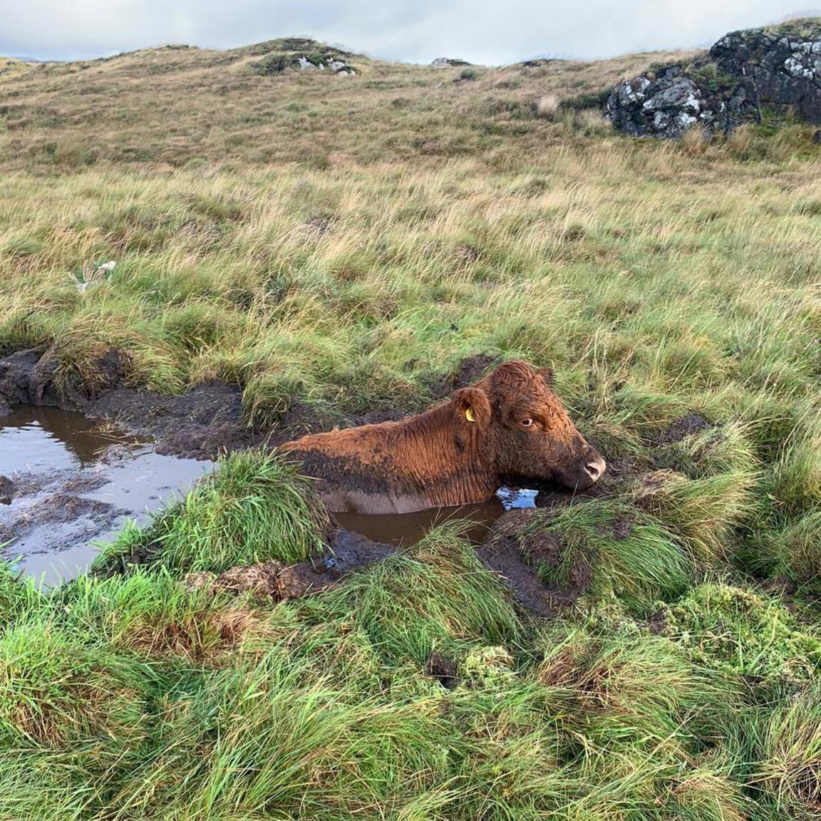 The cow is a rusty red colour and up to its shoulders in mud. There is long grass around it, with rocky outcrops in the background.
