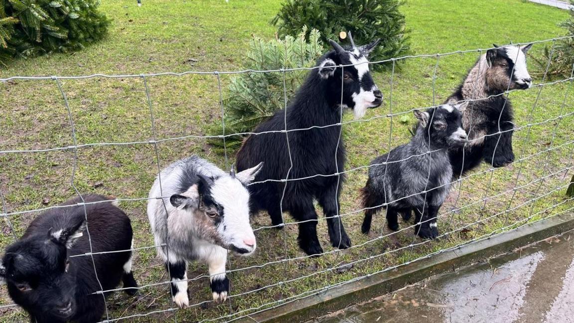 Four goats looking through barbed wire fencing. Christmas trees lay on the grass behind. 