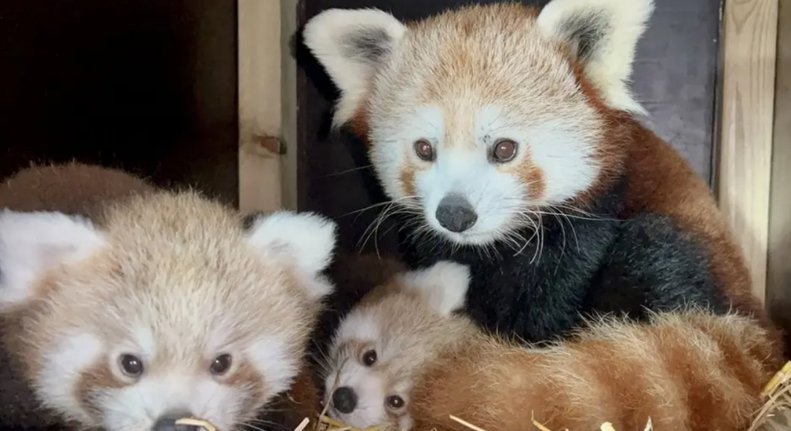 Two adult red pandas with two baby red pandas