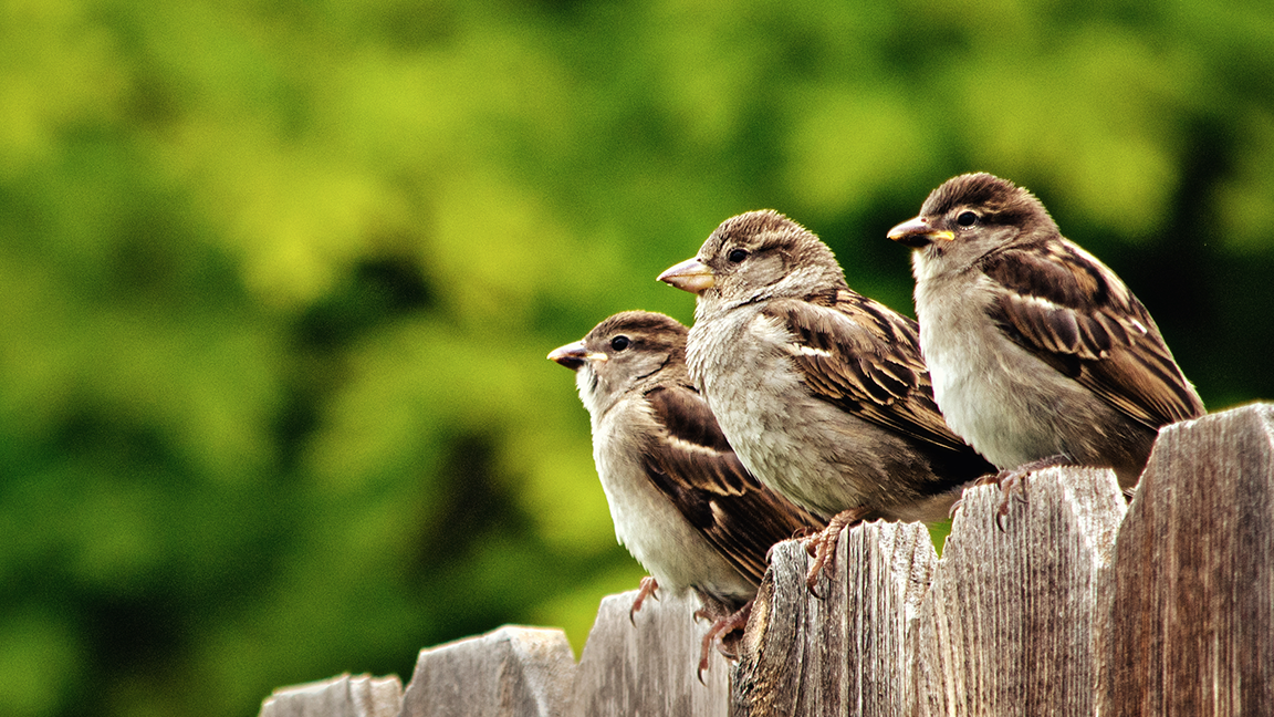 Three house sparrows perching on fence 