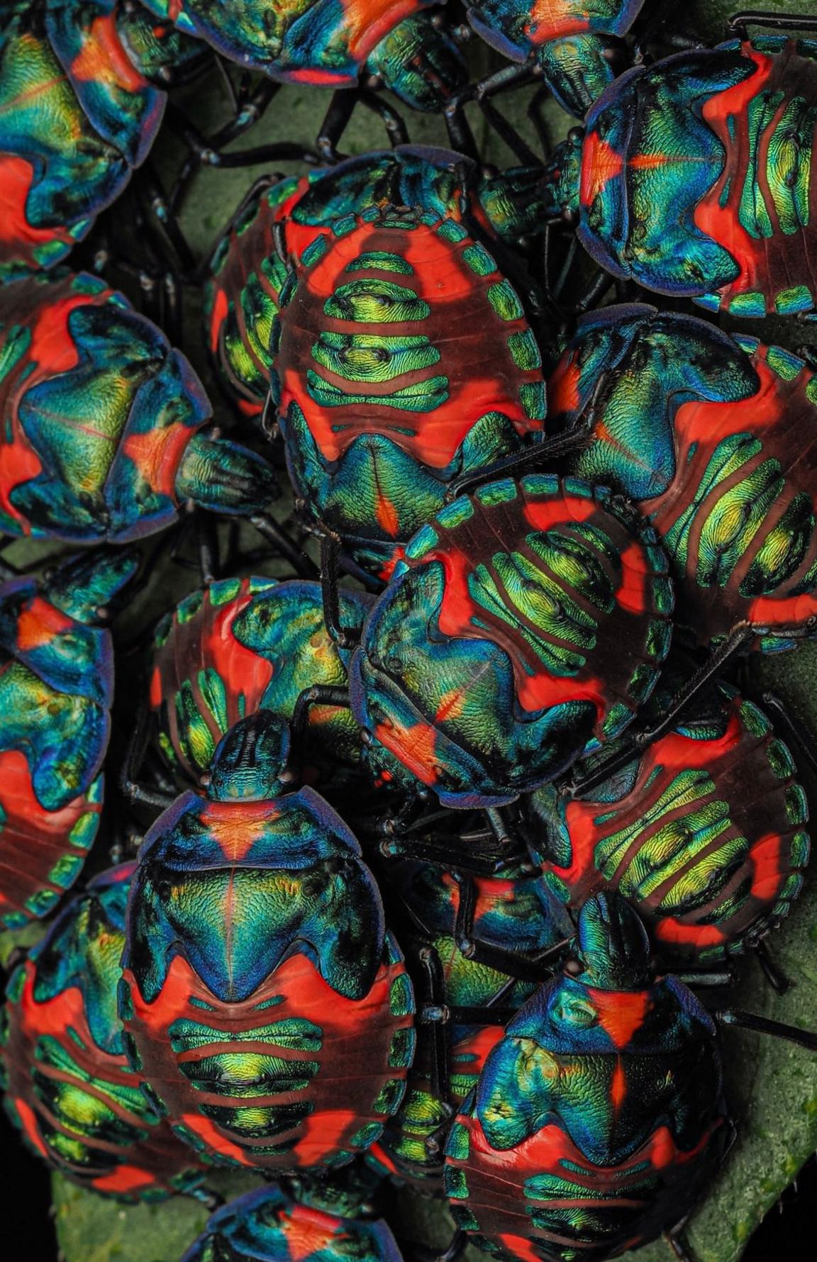 A cluster of brightly coloured cotton harlequin bugs