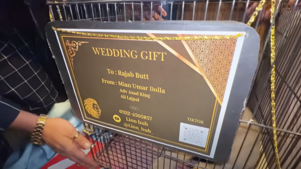 A cage for a lion cub with a sign that reads "Wedding gift. To Rajab Butt from Mian Umar Dolla"