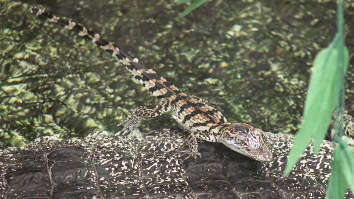 One of the tiny crocodile hatchlings seen swimming in the water above one of its parents.