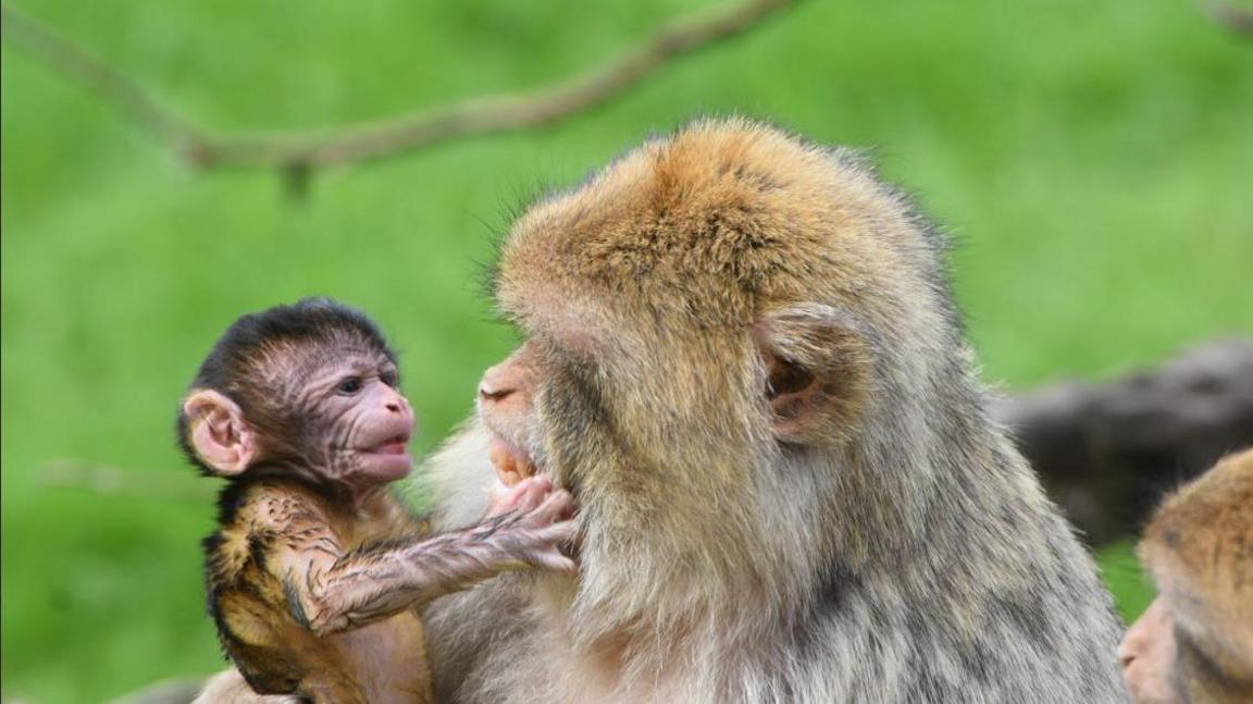 Barbary macaque female with her newborn baby