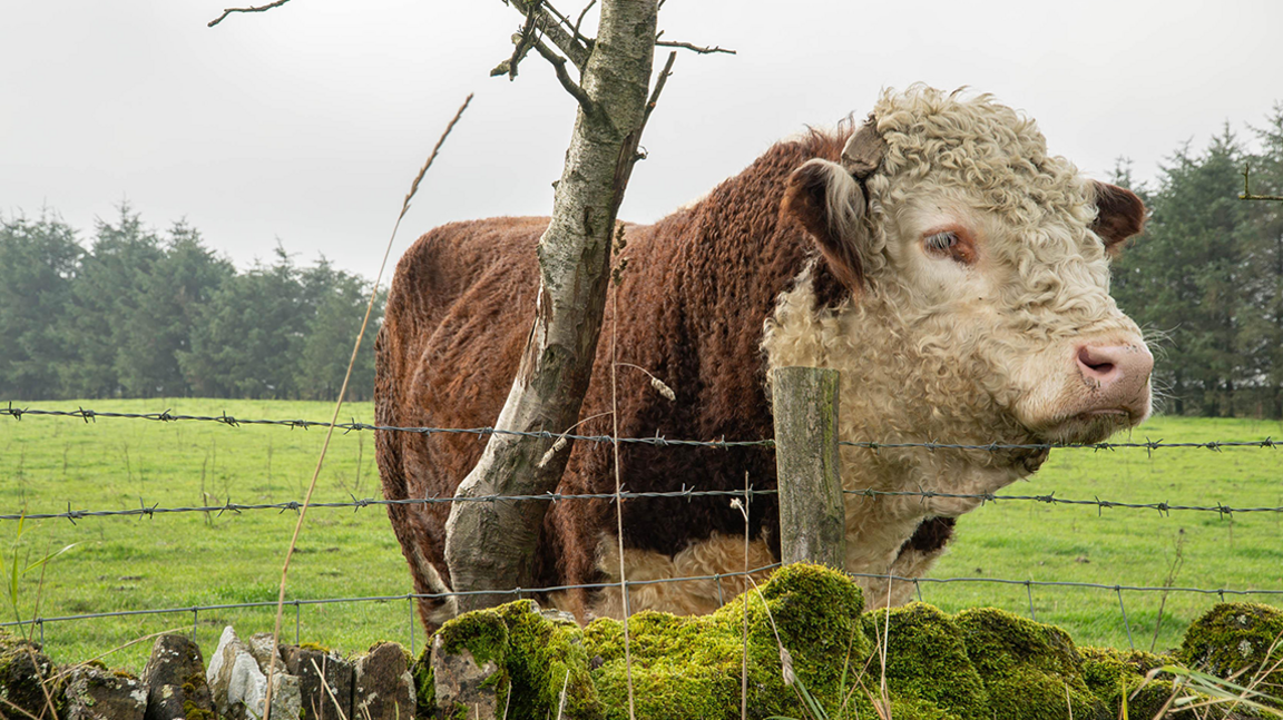 A large Hereford bull in Grindon, Staffordshire. It is behind a barbed wire fence with an old stone wall in the foreground topped with moss. In the background is a green field and trees