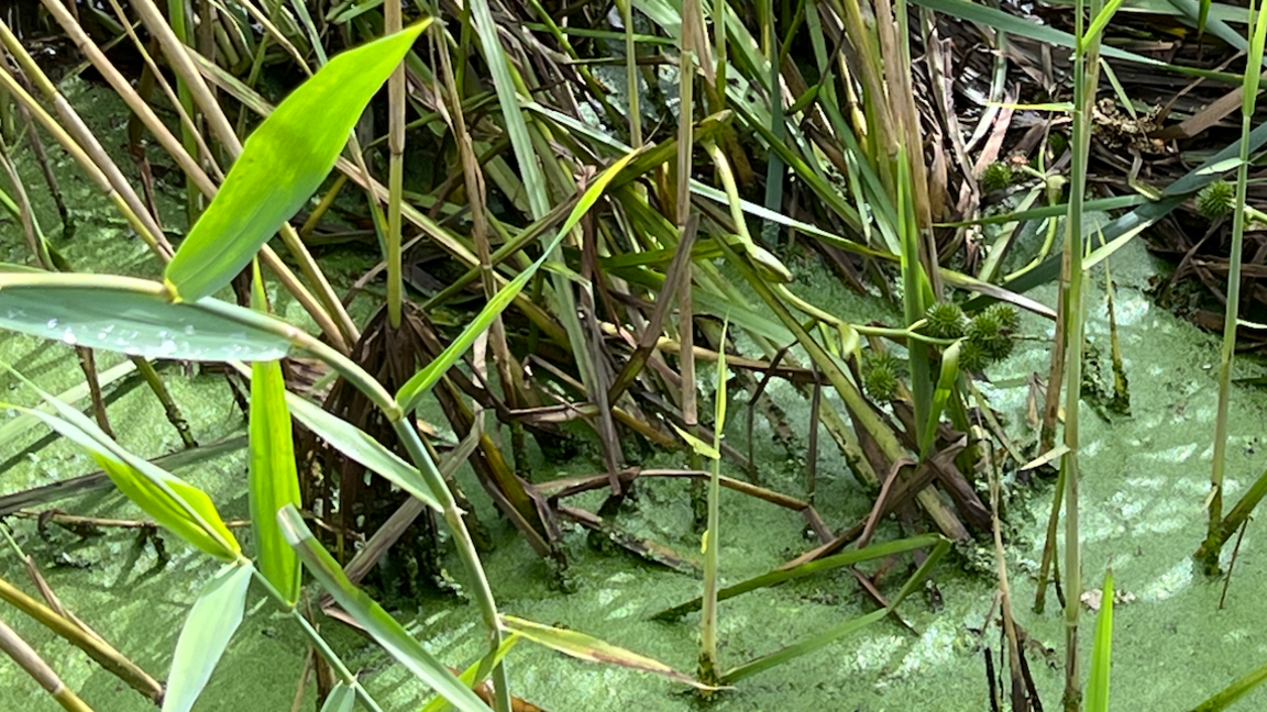 A thick layer of algae has covered the water, while reeds, which have brown bases and brown tops, grow from the river.