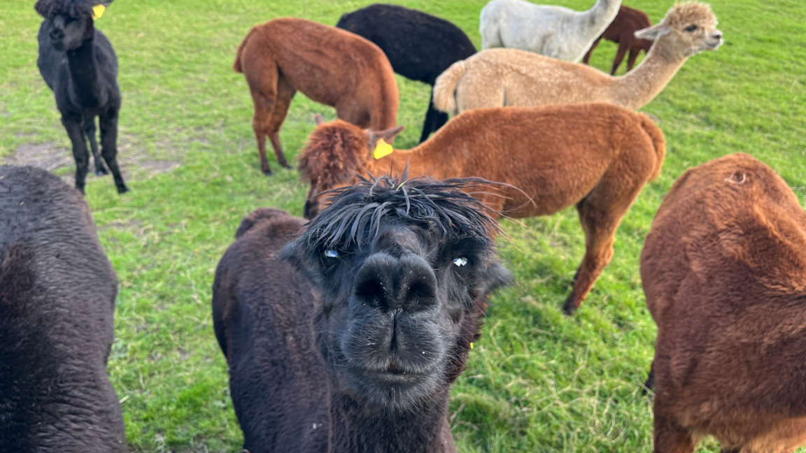 A herd of black, brown and grey alpacas in a field, with one looking at the camera