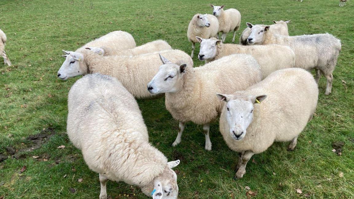 A flock of 11 sheep stand in a field covered in grass. Some of the sheep are grazing on the grass and others are looking around the area.