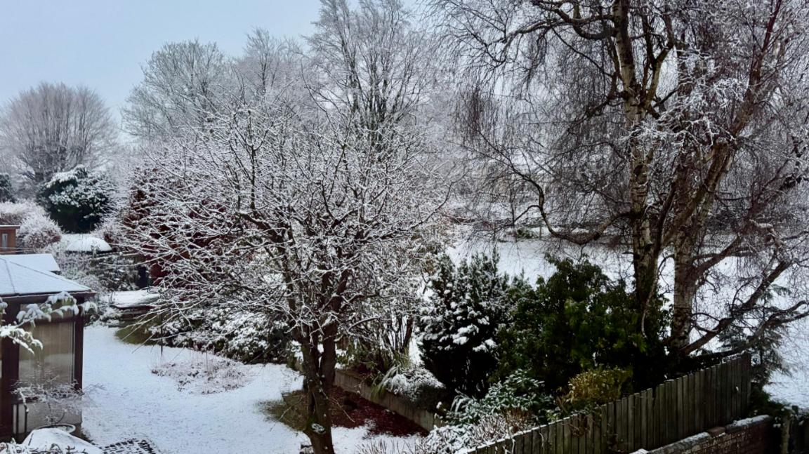 Snow covering trees and some gardens 
