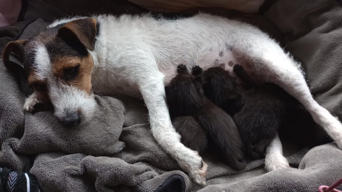 Jack Russell feeding six kittens