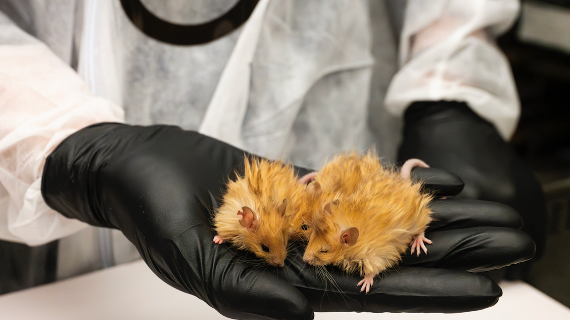 Three mice with 5cm long orange hair held in a black gloved hand