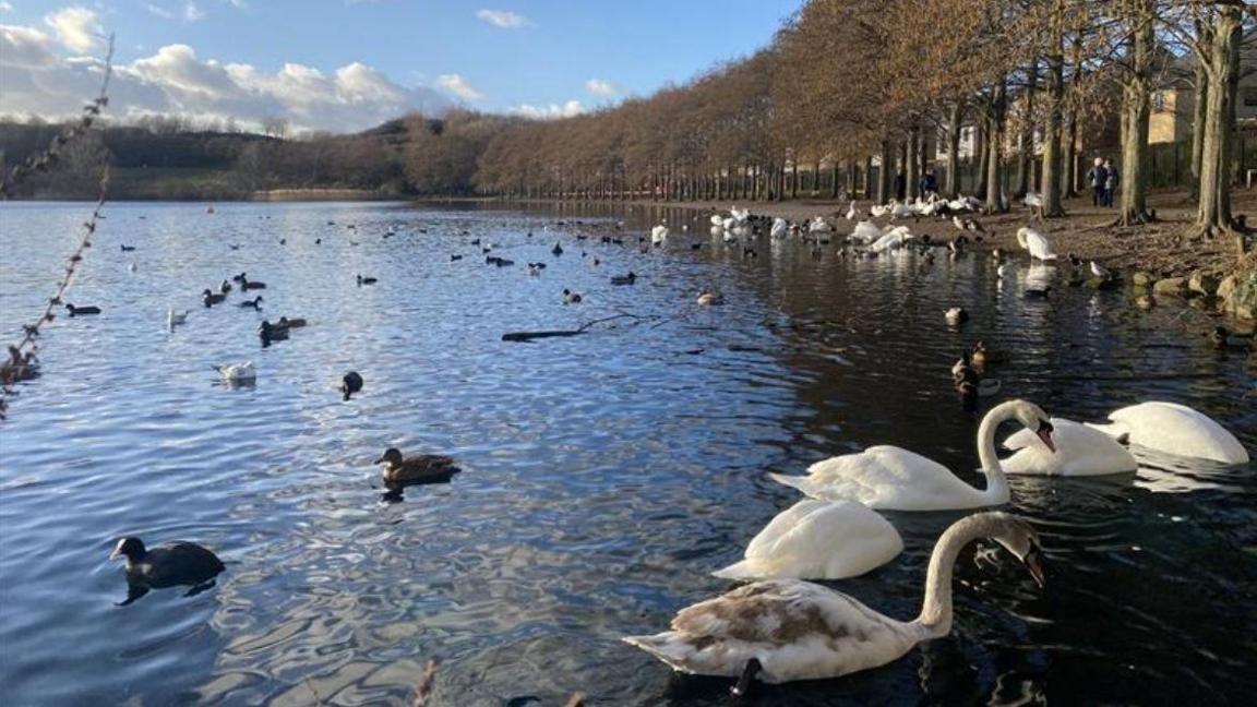 A lakeside scene on a bright, sunny day. The sky is mostly clear with a few scattered white clouds, and the sunlight creates a crisp reflection on the water. The lake occupies most of the foreground and middle ground, with its surface rippling gently. Numerous waterfowl, including swans, ducks, and coots, are swimming and floating on the lake. Several swans are prominently visible in the foreground.
On the right side of the image, there is a long row of leafless trees, suggesting it is late autumn or winter. These trees line a pathway that runs parallel to the lake, and a few people can be seen walking along it in the distance. The far background shows a wooded area with more bare trees, and the horizon is slightly hilly.