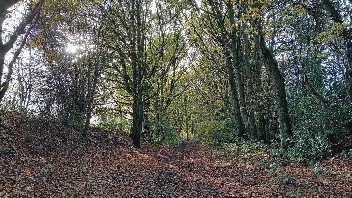 A forest scene with trees either side of a path with autumnal leaves strewn all across the path.