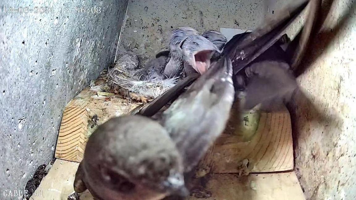 5 brown-sooty birds are in a grey box. There is a wooden nest, which contains 3 of the birds. One is right up beside he camera. The three in the nest are chicks. 