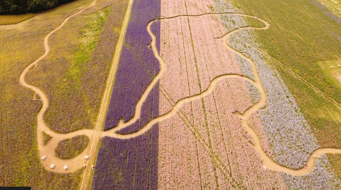 An aerial photo showing fields of multi-coloured flowers, arranged in sections, with paths winding through them