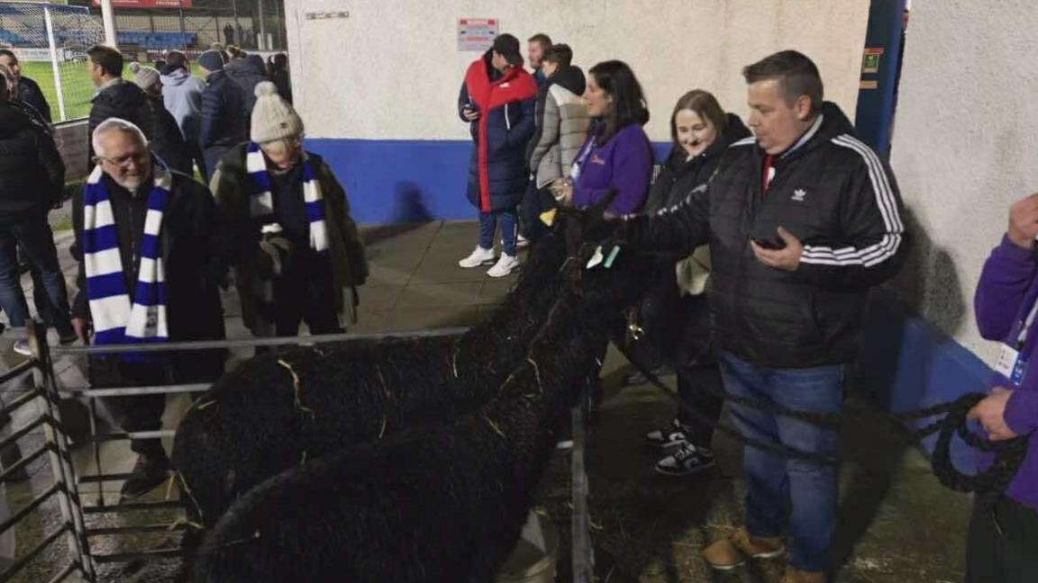 Haverfordwest fans greet the alpacas during a Cymru Premier game at Bridge Meadow