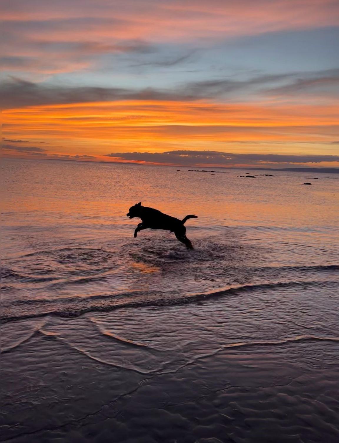 Vivid sunset with a dog running through the water