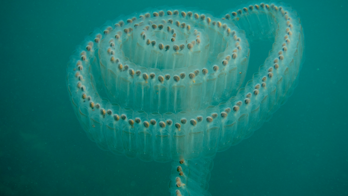 Sea salps - a marine animal which uses muscle contractions to propel through the water - create an underwater spiral as they propel themselves upwards. 