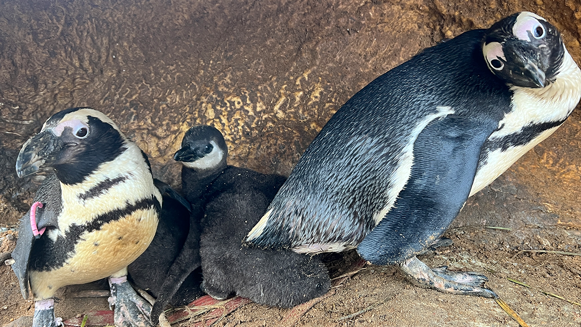 The family of penguins 