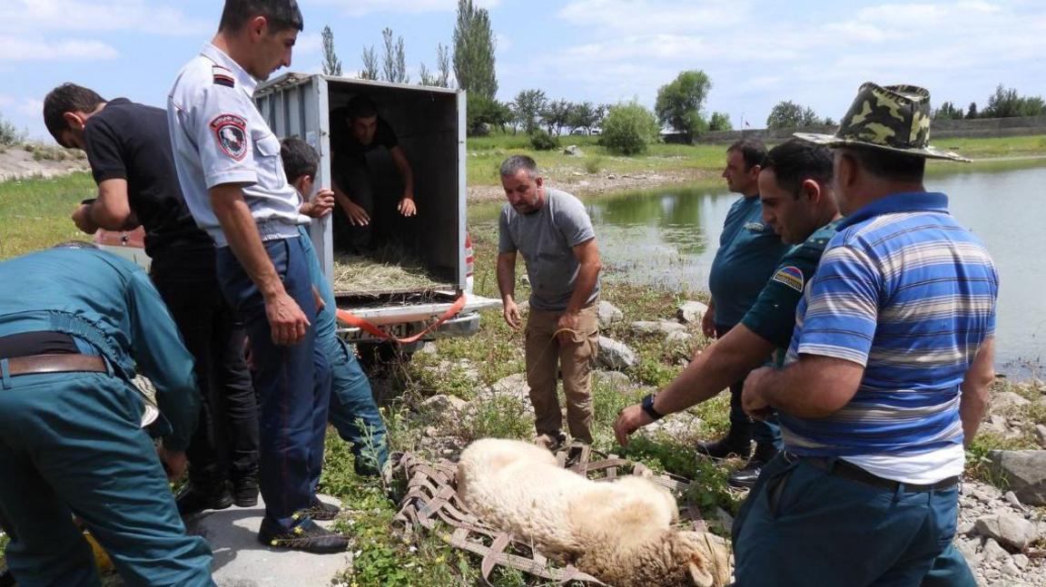 Misha after being rescued in Armenia 