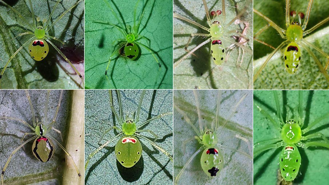 Image plate depicting adult and juvenile male/female Theridion himalayana spiders.