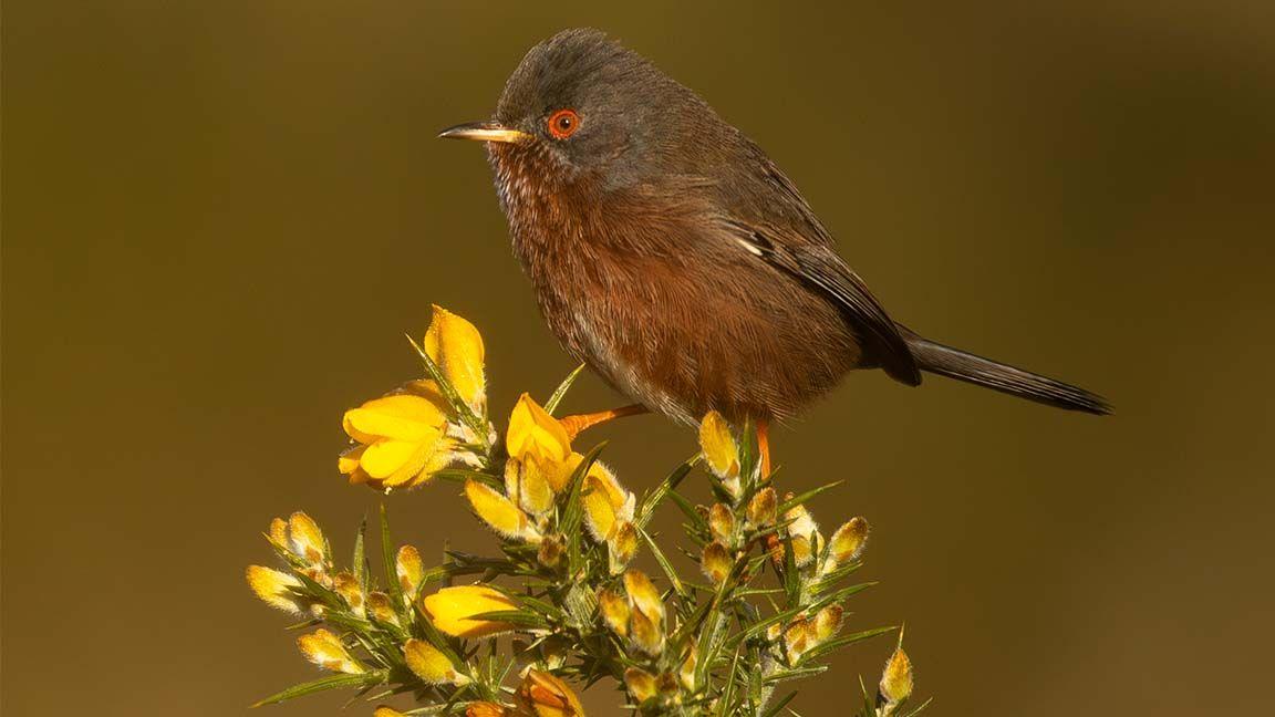 Dartford Warbler perched on branch