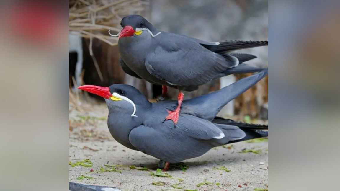 An Inca Tern stands on top of another. The birds are mostly charcoal in colour with red beaks and red webbed feet. A white moustache sweeps across a yellow flash of feathers.