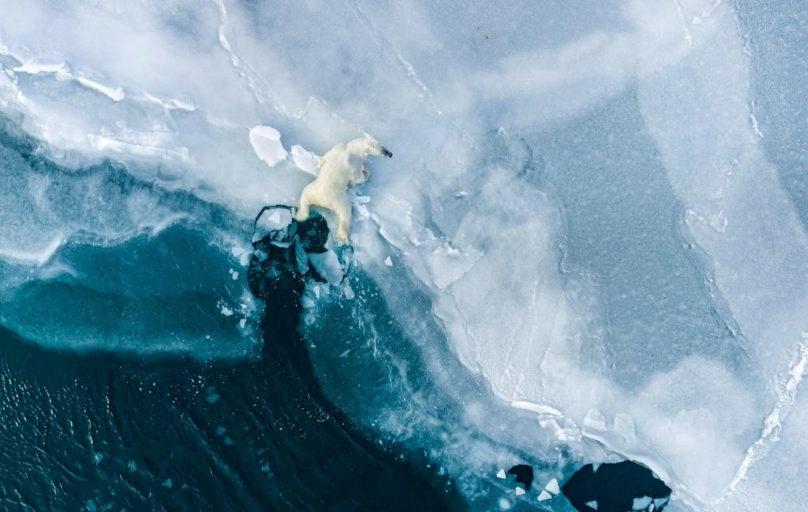 a polar bear cub contending with fragile, melting ice.