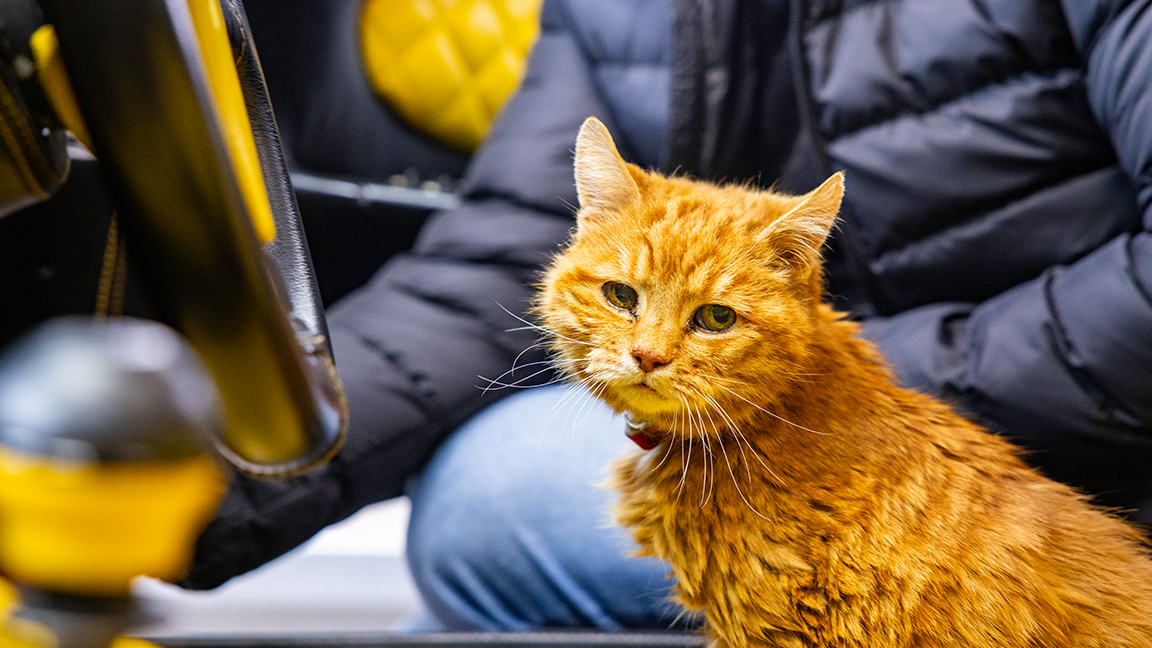 Carrot sat in the car
