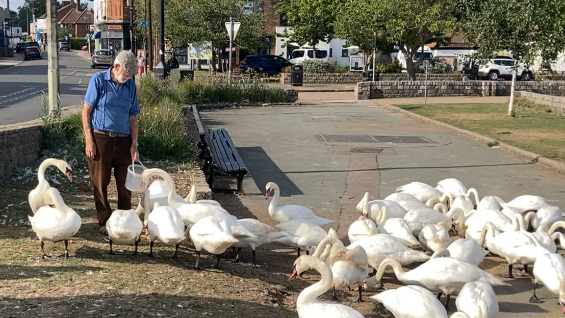 Mr Rookie feeds tens of swans from a bucket.