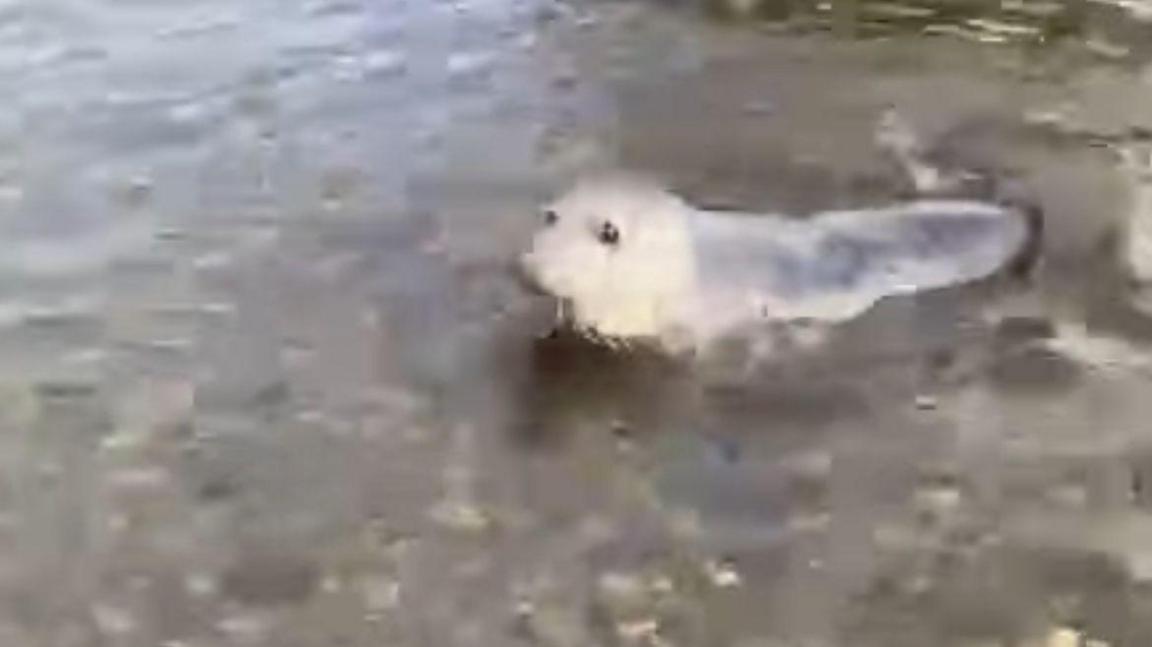 A grainy photograph of a seal swimming in the River Conwy
