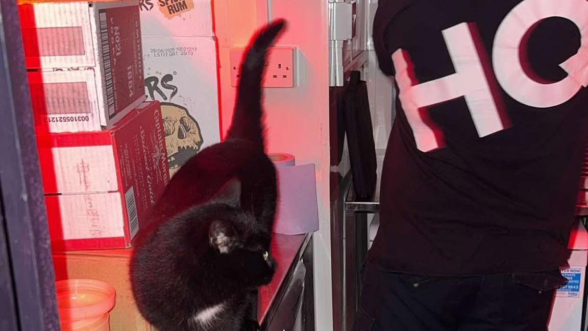A black cat stood on a surface looking at a member of staff with the letters 'HQ' on the back of their t-shirt.