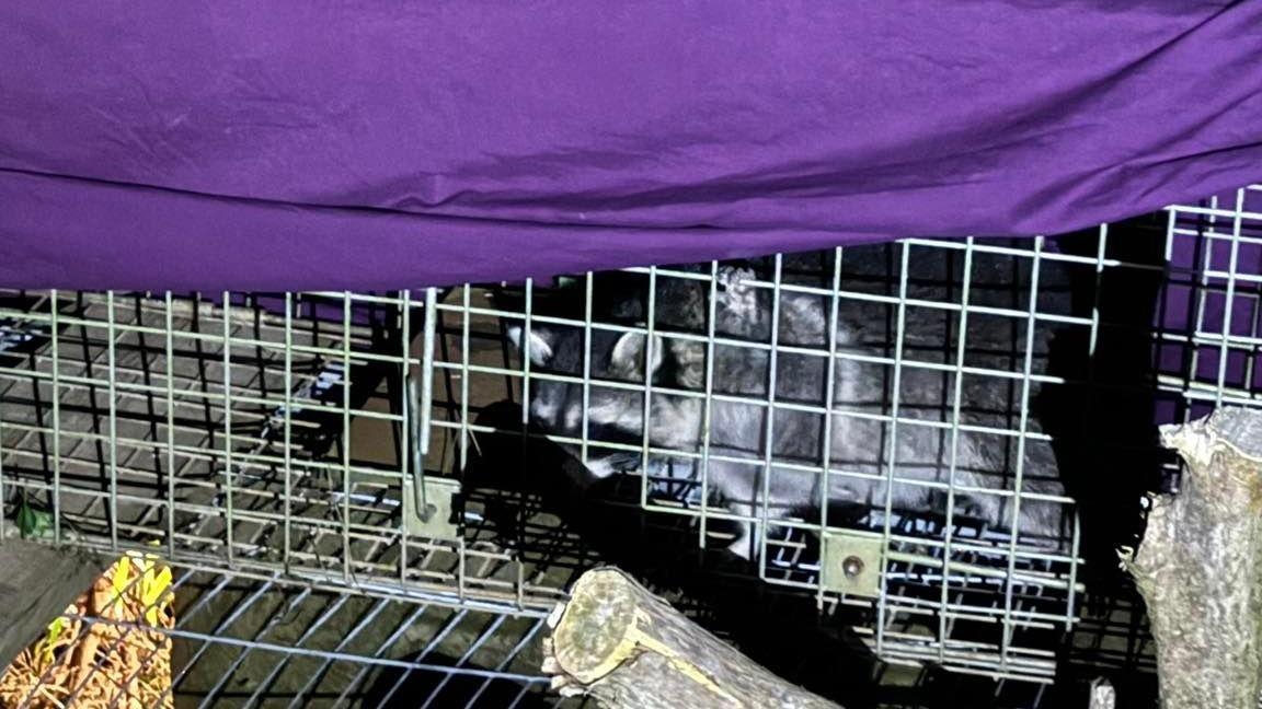 Raccoon number three seen hidden in a caged area about some trees