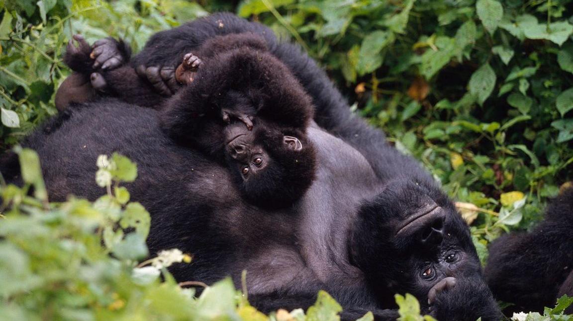 Mountain gorillas. 