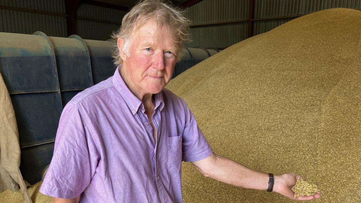 A man in a short sleeved purple shirt is holding his hand out. It is full of grains of barley. Just behind him is a large pile of barley.