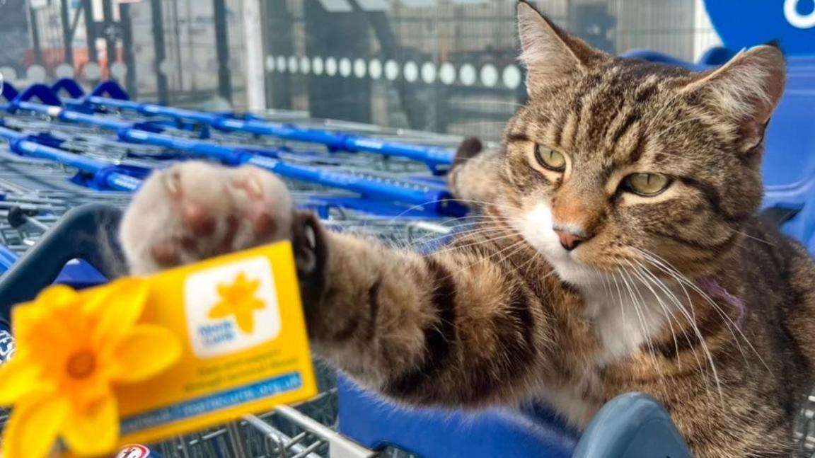 A close-up of Oscar the cat sitting in some Tesco trolleys while reaching for a yellow Marie Curie card