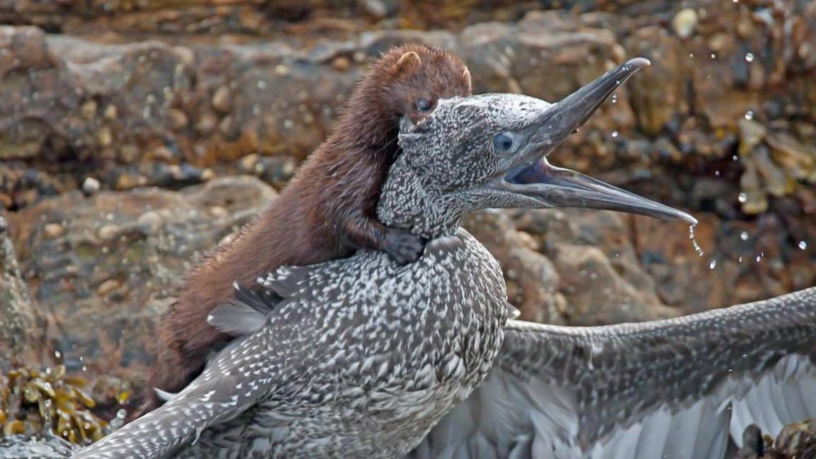A mink on the back of a large grey and white bird, biting the back of its neck