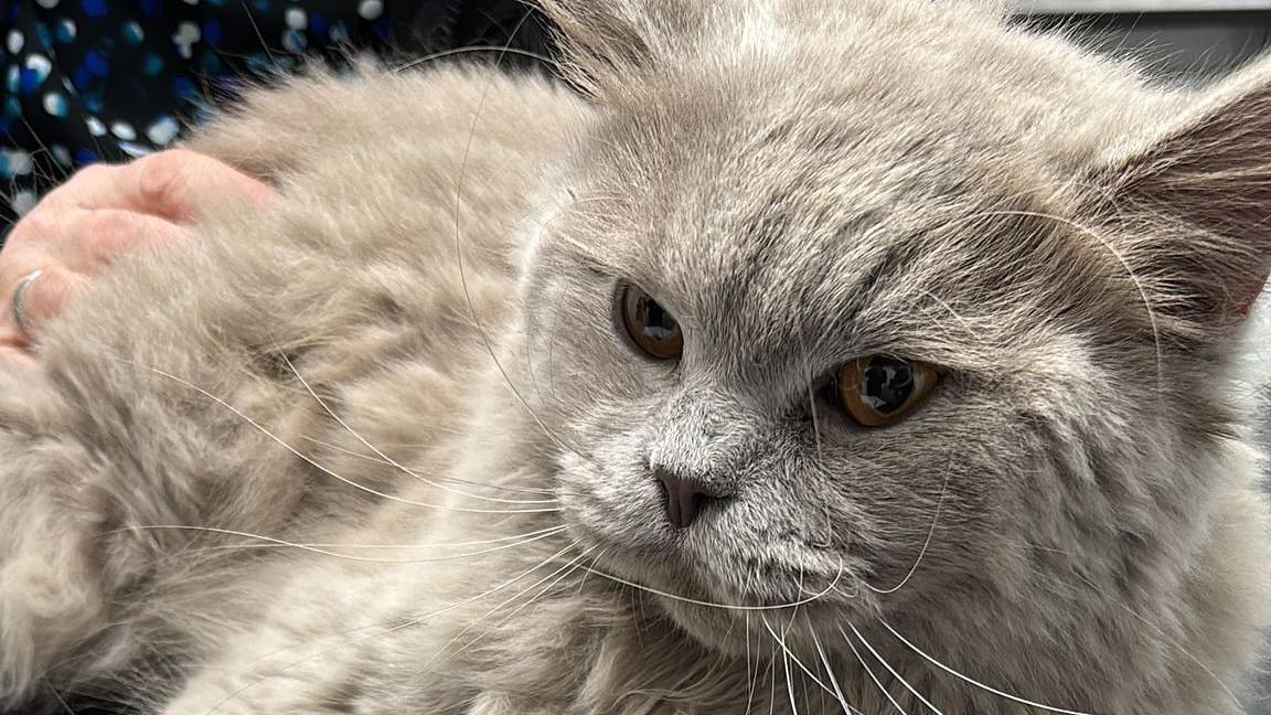 Close up of a grey cat which has long whiskers 