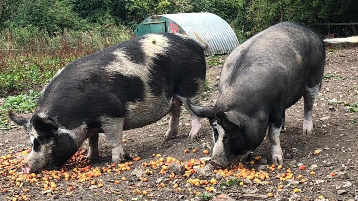 Josephine and Poppy roaming in a field 