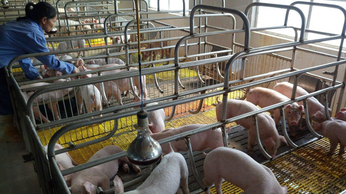 Piglets in a barn at Quang Doan Hong’s farm