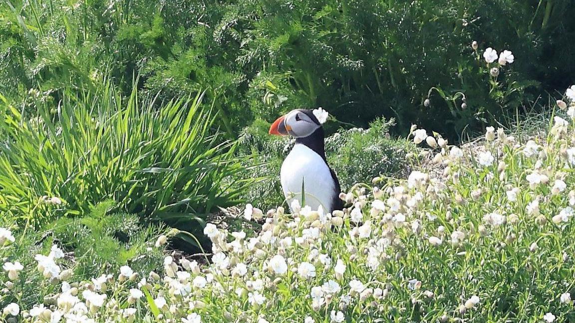 Black and white puffin with orange beak is seen sitting among green tall grass alongside white flowers
