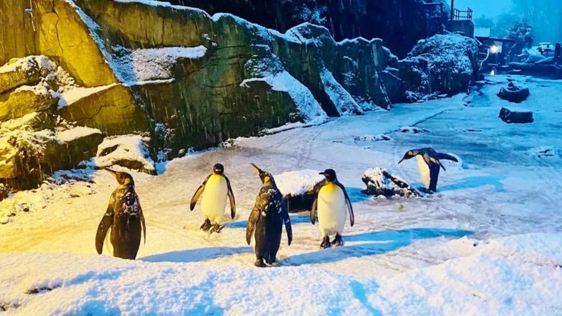 Five penguins in their large enclosure, surrounded by snow and looking animated